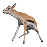 gazela animal isolado 3d png