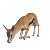 gazela animal isolado png