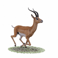 gazelle animal isolé png