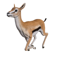 Gazelle animal isolated png