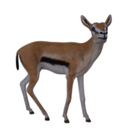 gazela animal isolado png