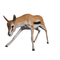 gazela animal isolado png