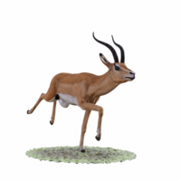 Gazelle animal isolated png