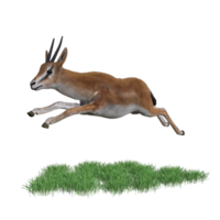 gazelle animal isolé png