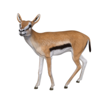 gazzella animale isolato png