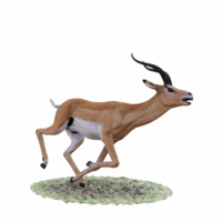 Gazelle animal isolated png