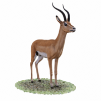 Gazelle isolated 3d png