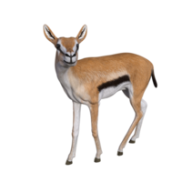 gazelle animal isolé png