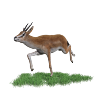 Gazelle animal isolated png