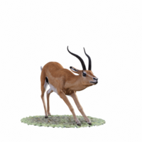 Gazelle animal isolated png