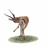 Gazelle animal isolated png