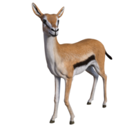 Gazelle animal isolated png