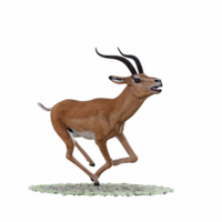 gazelle animal isolé png