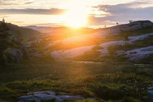 amanecer en el montañas, fundición rayos en el césped, árboles, rocas, y blanco flores, en el camino desde acantilado preikestolen en Rogaland condado en Noruega en el verano temporada en junio 2023 foto