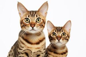 Two cats. Generative AI technology. photo