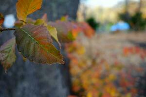 cerca arriba hoja en el otoño día. foto