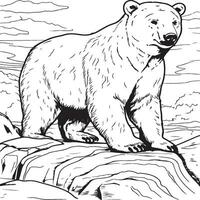 polar bear coloring page vector