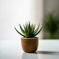 succulent in pot on white table . generative ai. photo