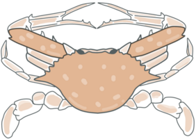 illustratie van krab png