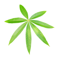 Cassava leaf PNG