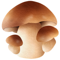 cette image est tiré et peint à Regardez comme champignon. png