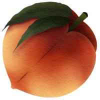 This picture is drawn and painted to look like peach. png