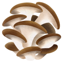 This picture is drawn and painted to look like mushroom. png