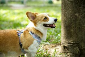 close up long tail  fluffy fatty fur corgi face with dog leash playing in dog park photo