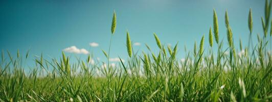 Green grass on blue clear sky, spring nature theme. Panorama. AI generated photo