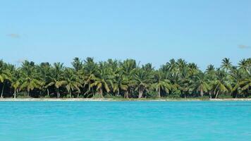 Tropical scene with palms and blue sea video