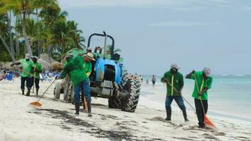 arbeiders schoonmaak strand van zee onkruid video