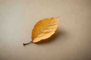 a single yellow leaf on a beige background photo