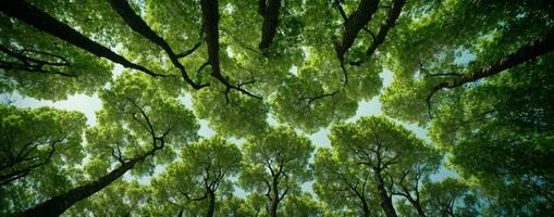 Looking up at the green tops of trees. AI generated photo