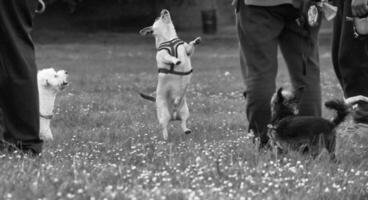 Cute Pet Dog on Walk at Local Public Park of London England UK. photo