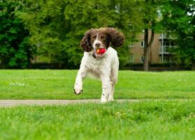 linda mascota perro en caminar a local público parque de Londres Inglaterra Reino Unido. foto