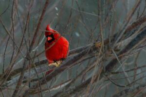 Red Cardinal in a Tree photo