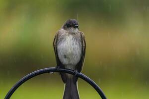 gris pájaro en el lluvia foto