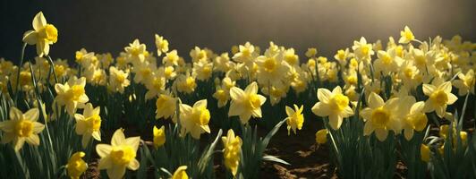 Daffodil flowers in the field. AI generated photo