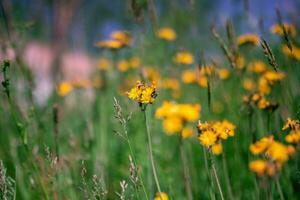 Yellow Flowers in Summer photo