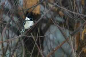 Chickadee Sitting on Branch in Winter photo