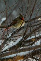 Female Cardinal on Branch in Winter photo