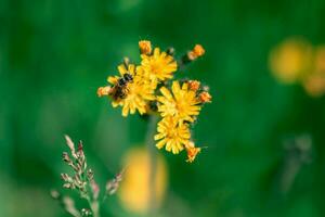 abeja amarillo flores en verano foto