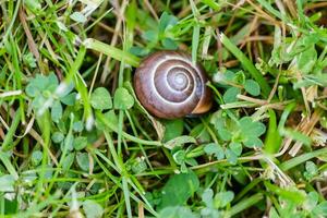 caracol cáscara en plantas foto