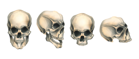 Human skulls front and side views with and without lower jaw. Hand drawn watercolor illustration for Halloween, day of the dead, Dia de los muertos. Set of isolated objects png