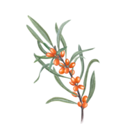 Sea buckthorn branch with green leaves. Watercolor botanical illustration of ripe orange berries for the design of patterns, greetings, package, advertising posters, labels png