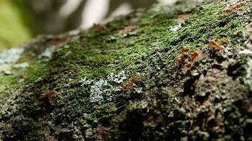 group of red ants walking on a tree trunk video