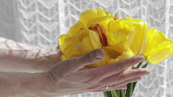 uma mulher mãos estão segurando amarelo tulipas video