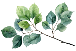 Branch with leaves on transparent background, created with generative AI png
