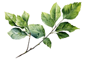 Branch with leaves on transparent background, created with generative AI png