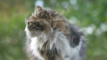 rood kat op zoek in de omgeving van buitenshuis video